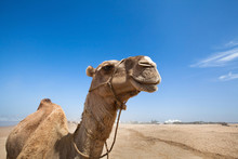 Smile Of Camel