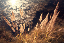 Autumn Dry Grass Background Texture