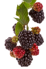 Canvas Print - Branch large blackberries