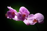 Fototapeta Storczyk - Orchid branch with water drops