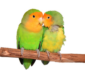 Love Birds