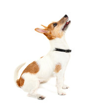 Funny Little Dog Jack Russell Terrier, Isolated On White