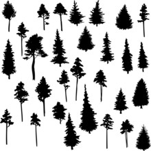 Set Of Conifer Trees