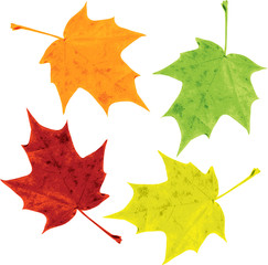 Wall Mural - set of silhouettes by maple leaves
