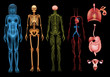 © blueringmedia - Human body systems