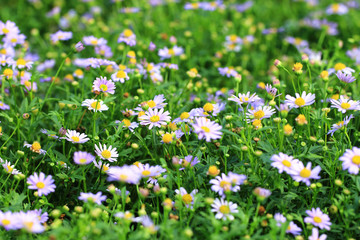 daisy flowers