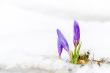 Closeup Of Saffron Crocus Flower And Melting Snow