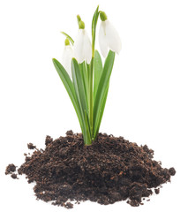 Poster - Snowdrops (Galanthus nivalis) on white background