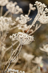 Wall Mural - winter