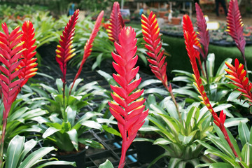 Wall Mural - vriesea splendens flower