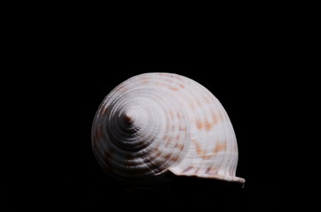 Poster - Scallop Shell Isolated