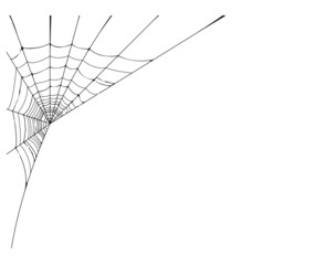 spider web detailed