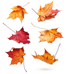 Wall Mural - Autumn maple leaves