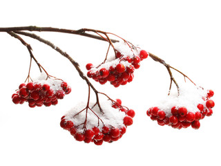 Wall Mural - Rowanberry twig on white background