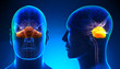 Male Cerebellum Brain Anatomy - blue concept