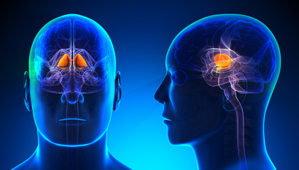 Male Basal Ganglia Brain Anatomy - blue concept