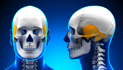 Male Temporal Bone Skull Anatomy - blue concept