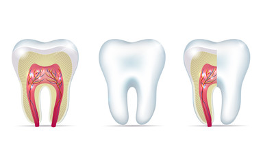 Wall Mural - Three tooth anatomy illustrations