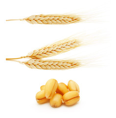 Ears of wheat