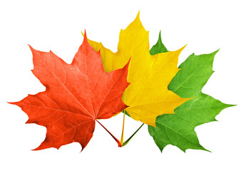Wall Mural - Red maple leaf isolated