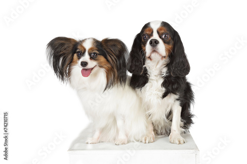 Chiens épagneul Papillon Et Cavalier King Charles Buy This