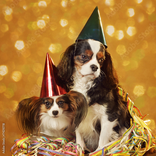 Chiens épagneul Papillon Et Cavalier King Charles Fête Buy