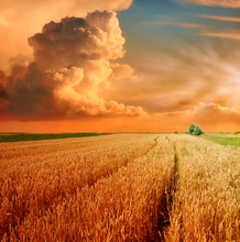 Wheat Field And Sky