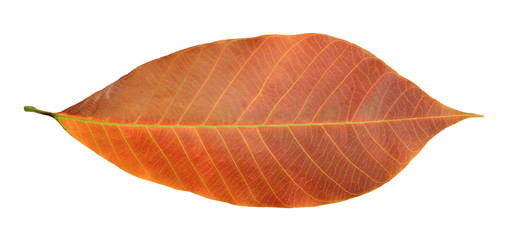 Rubber leaf isolated on white