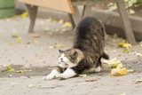 Fototapeta Koty - Wild cat stretching on a street