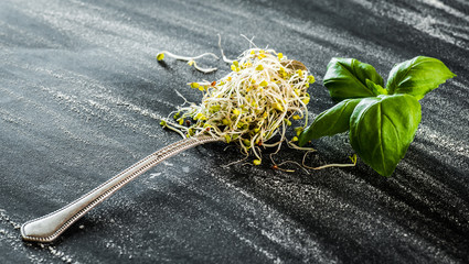 Wall Mural - broccoli sprouts