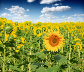 Wall Mural - Beautiful landscape with sunflower field over cloudy blue sky