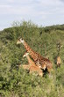 Giraffe mit Ihren Jungen in der Masai Mara