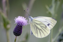 White Butterfly On A Purple Flower.