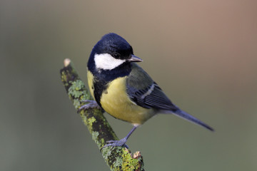 great tit - parus major