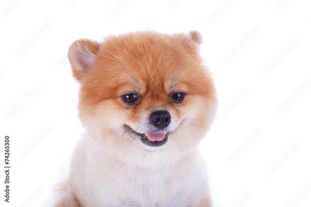 pomeranian dog brown short hair