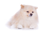 Fototapeta Zwierzęta - white pomeranian puppy dog