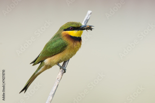 Fotografie, Obraz Little-Bee Eater (Merops pusillus) perched holding a bee