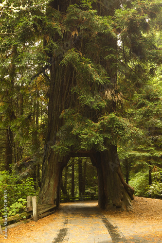 Naklejka na drzwi Drive Through Redwood Tree