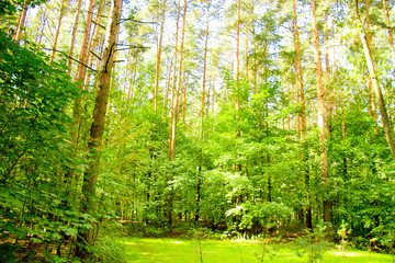 Sticker - Foliage Beauty Forest Landscape