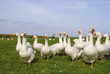 Domestic Ducks (farm)