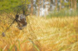 death Bird on Net in cornfield