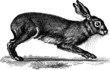 Vintage Illustration hare rabbit