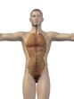 Human anatomy body organs