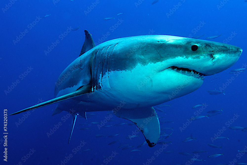 Fotografiet Poster Weisser Hai Im Tiefblauen Wasser Pa Europosters Se
