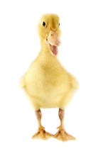 Funny Yellow Duckling