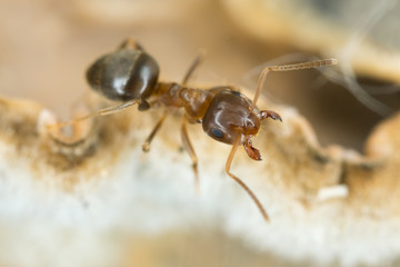 Poster - Brown tree ant, Lasius brunneus extreme close-up