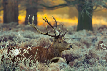 Wall Mural - red deer