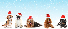 Cute Pets In Santa Hats On Blue Background