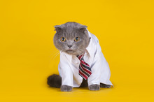 Cat Dressed As A Manager On A Yellow Isolated Background
