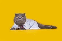 Cat Dressed As A Manager On A Yellow Isolated Background